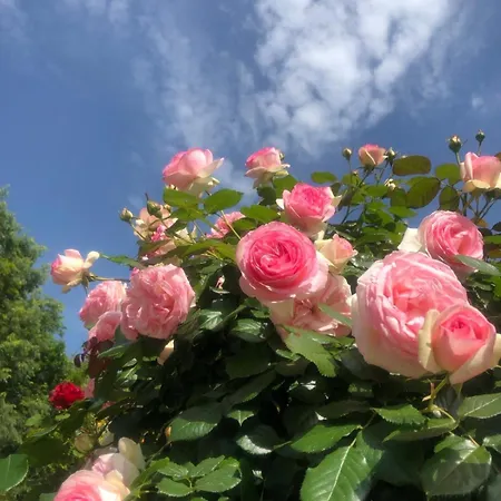 秘密花园旅馆